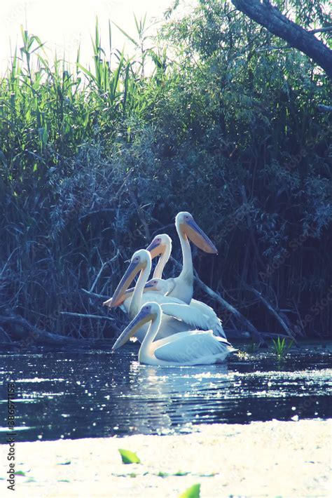 Pel Canos Posados En Un Tronco En Las Aguas Del Delta Del Danubio En