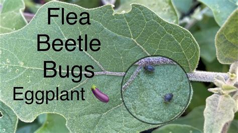 Flea Beetle Bugs On Eggplant And How To Control Them Youtube