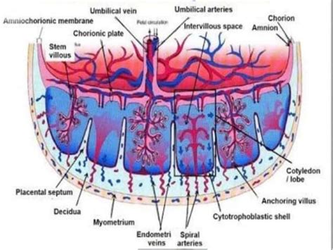 Placenta structure and functions | PPT