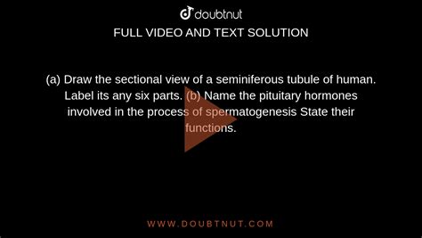 A Draw The Sectional View Of A Seminiferous Tubule Of Human Label I