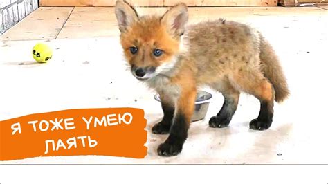 Про детство Фокси Фокс. Маленький лисенок лает - YouTube
