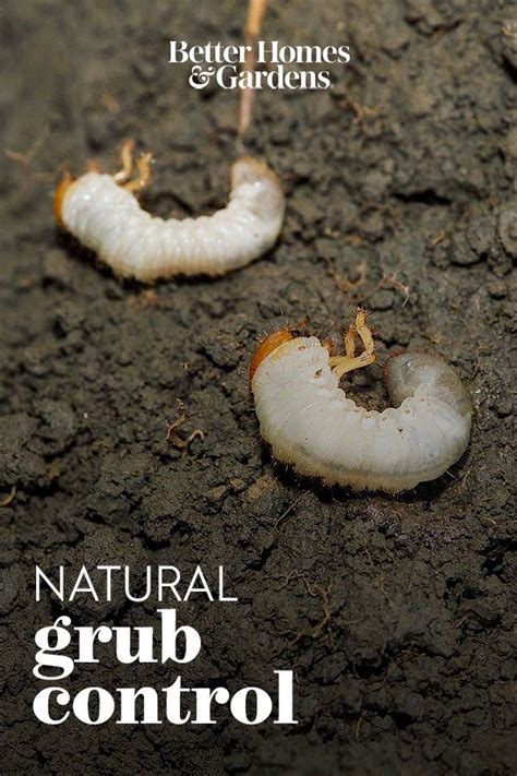 Learn When And How To Treat The Grubs In Your Lawn Lawn Pests Grub Worms Garden Grubs