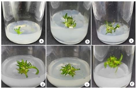 Plant Tissue Culture Orchids