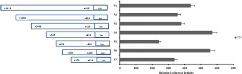 Adamts1 Promoter Analysis A Basal Activity Of Adamts1 Pmetluc