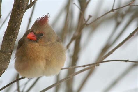 Cardinal Oiseau Nature En Plein Photo Gratuite Sur Pixabay Pixabay