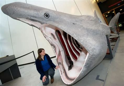 Basking Sharks: The Vulnerable Gentle Giant