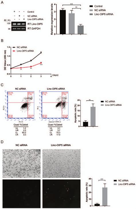 Knockdown Of Linc Oip Decreases Proliferation And Promotes Apoptosis