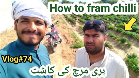 How To Fram Chilli Chilli Farming Jhelum Ali Baba Vlog YouTube