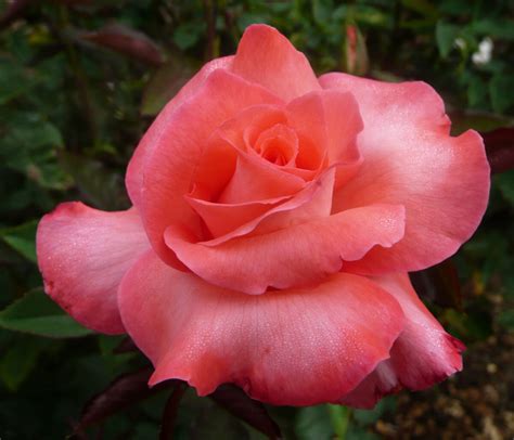 A Dozen Wonderful Orange Roses - Marin Rose Society