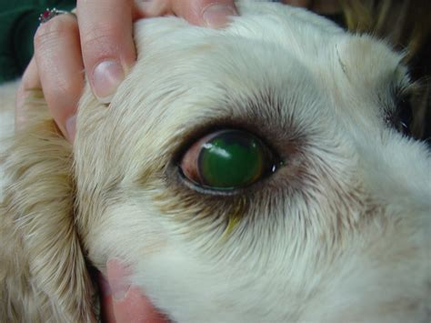 The Perfect Guide To Corneal Ulcers In Dogs And Cats Petazon