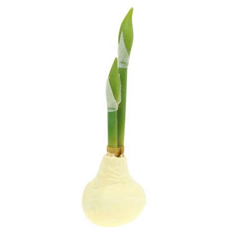 Floristik Dk Amaryllis Knold Med Knopper Kunstig Hvid H Cm