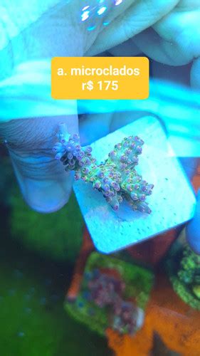 Acropora Microclados Coralmania Compre Corais Marinhos Online