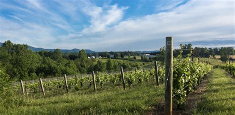 The 10 Best Yadkin Valley Wineries To Visit Choice Wineries