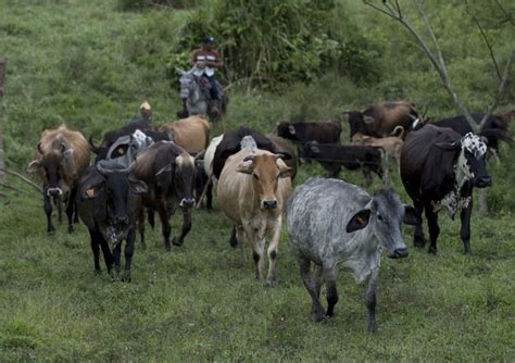 La Ganader A De Nicaragua Acuerda Agenda De Sostenibilidad Ambiental