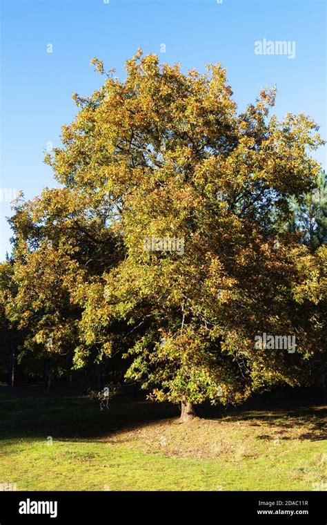 English oak tree quercus robur in autumn colours hi-res stock photography and images - Alamy