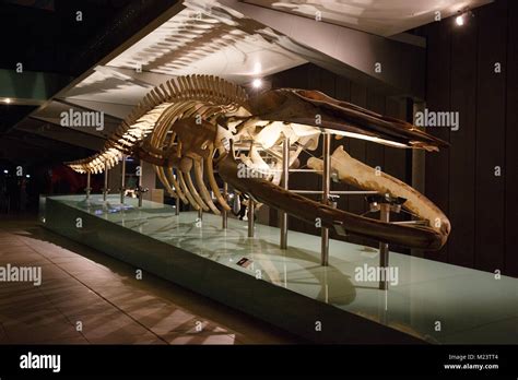 Blue whale skeleton at Melbourne Museum Stock Photo - Alamy