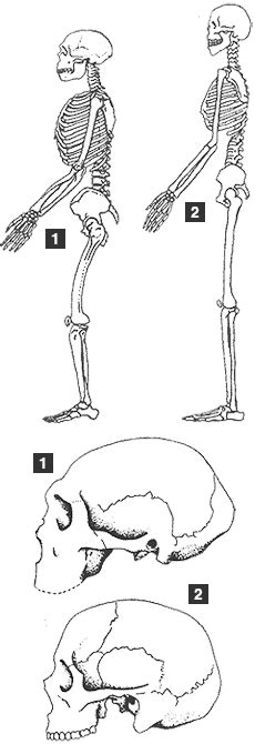 Homo neanderthalensis - Neanderthals