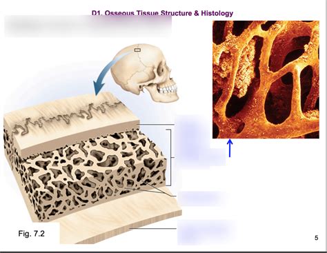 Flat bone Diagram | Quizlet