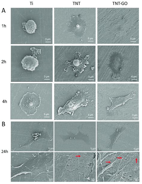 Scanning Electron Microscopy Sem Images Of Hgfs On The Different