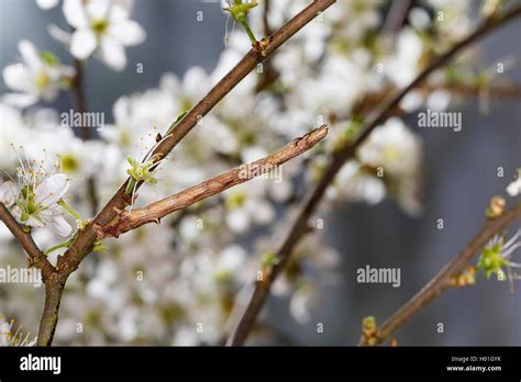 Orange Moth Angerona Prunaria Caterpillar Feeds On Sloe Germany