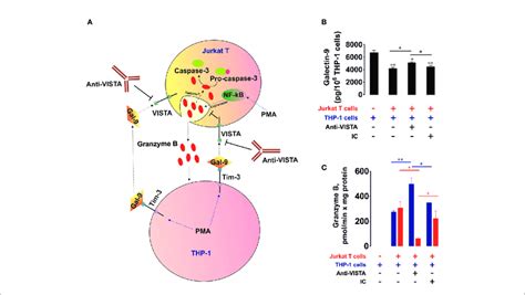 Vista Prevents The Release Of Granzyme B From Human T Cells Into