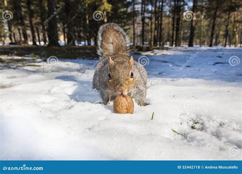 Squirrel stock photo. Image of lovely, spotted, magic - 32442718