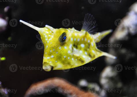 Horned Box fish close up portrait 17368098 Stock Photo at Vecteezy