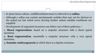 Adventitious Shoot Regeneration Pptx