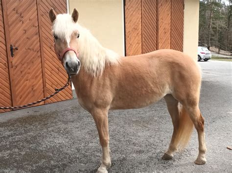 Arabella Haflinger Stute 2020 Fuchs Pferd Austria