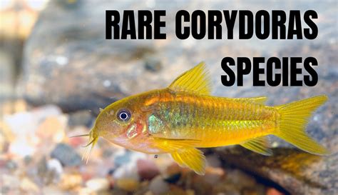 Rare Unique Cory Catfish Species With Pictures Keeping Catfish