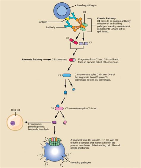 Complement System | Biology for Majors II