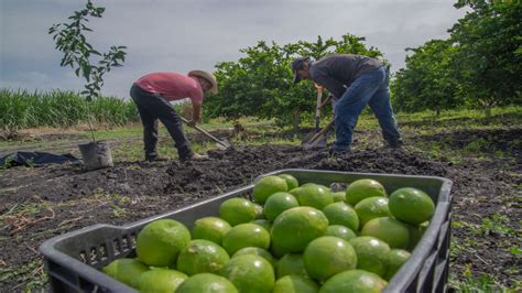 El De Los Productores De Lim N En Michoac N Trabajan Con Normalidad