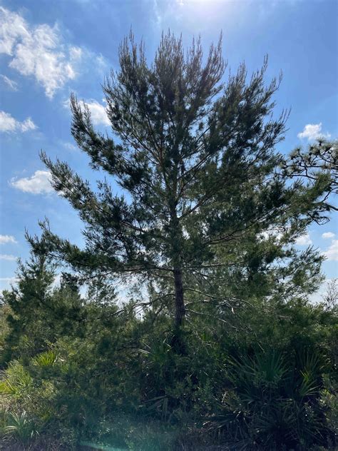 2023 UF DeLuca Preserve Bioblitz - My Adventure in the FL Scrub - UF