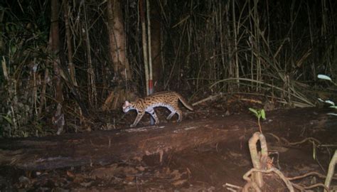 sunda leopard cat wikipedia