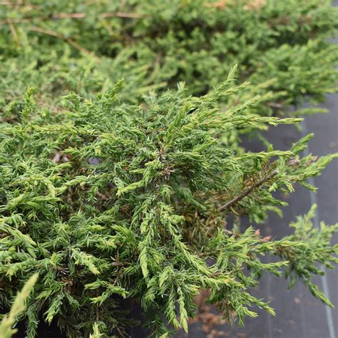 Juniperus Communis Gnom Horsford Gardens And Nursery