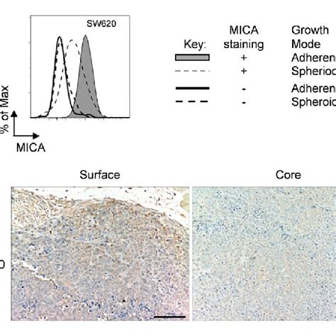 Immunohistochemistry Of Sw Xenograft A Adherent Sw Cells