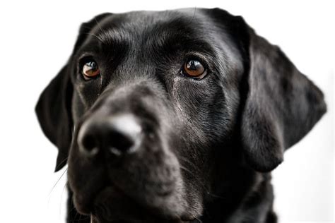 100+ Best Black Lab Names | Kidadl