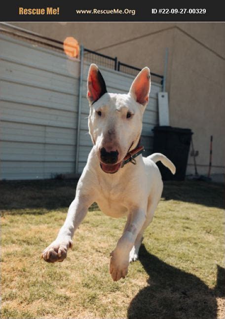 Adopt 22092700329 Bull Terrier Rescue Palm Desert Ca