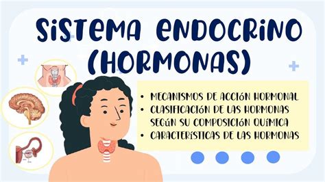 Resumen Endocrinolog A Clasificaci N De Las Hormonas Stassy Anaika