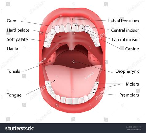 Parts Human Mouth Open Mouth White Stock Illustration