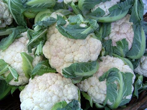 Cauliflower Early Snowball 112 Seeds Groco Buy Us Usa Plants