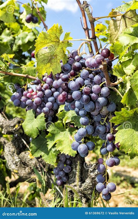 Grupos Das Uvas Para Vinho Que Penduram No Vinho Foto De Stock Imagem