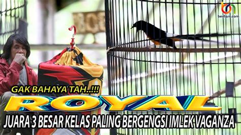 Gak Bahaya Tah Murai Batu Royal Juara Besar Dikelas Paling