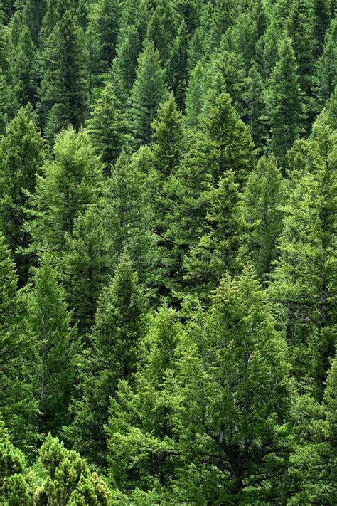 Lush Green Pine Forest Forrest Environment Preservation Stock Photo