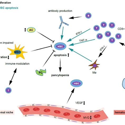 Possible Mechanisms Contributing To Bone Marrow Niche Modulation In