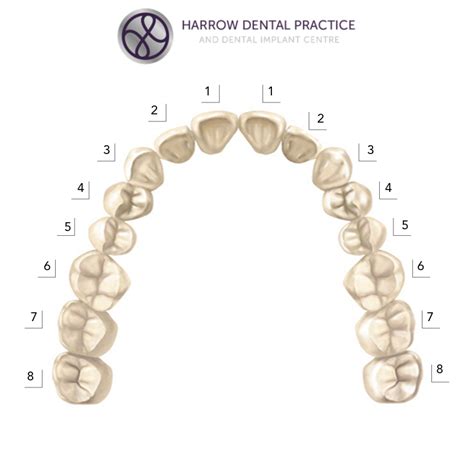 Teeth Names And The Tooth Numbering System Harrow Dental Practice Blog