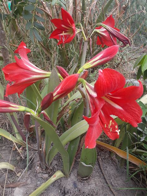 01957 ESTRELLA DEL SUR: Hippeastrum hybridum – Repositorio Digital