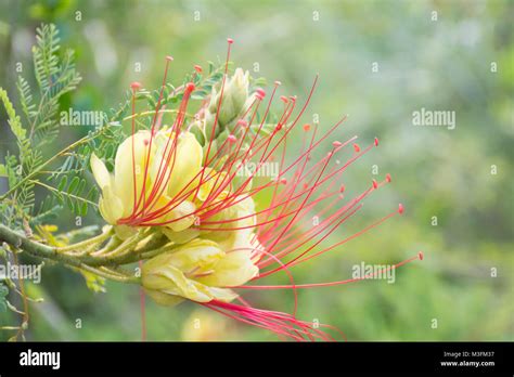 caesalpinia gilliesii yellow bird  paradise flower fabaceae family