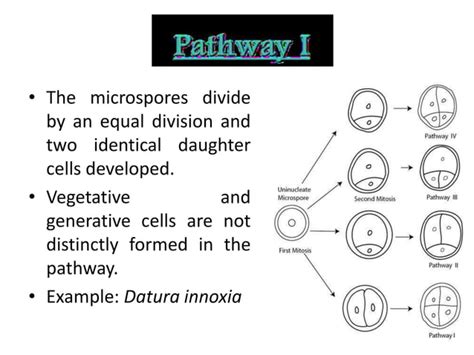 Anther Culture Ppt