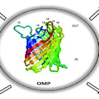 Physiological and pathological responses of outer membrane proteins of ...